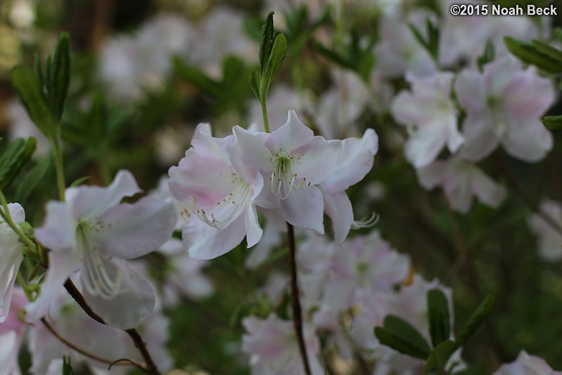 April 12, 2015: White azalea