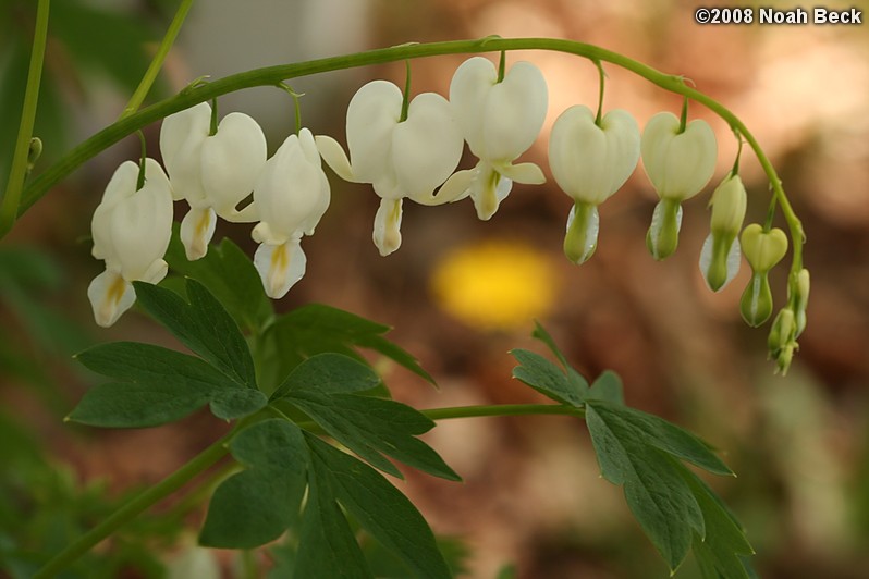 May 11, 2008: white bleeding hearts in the garden