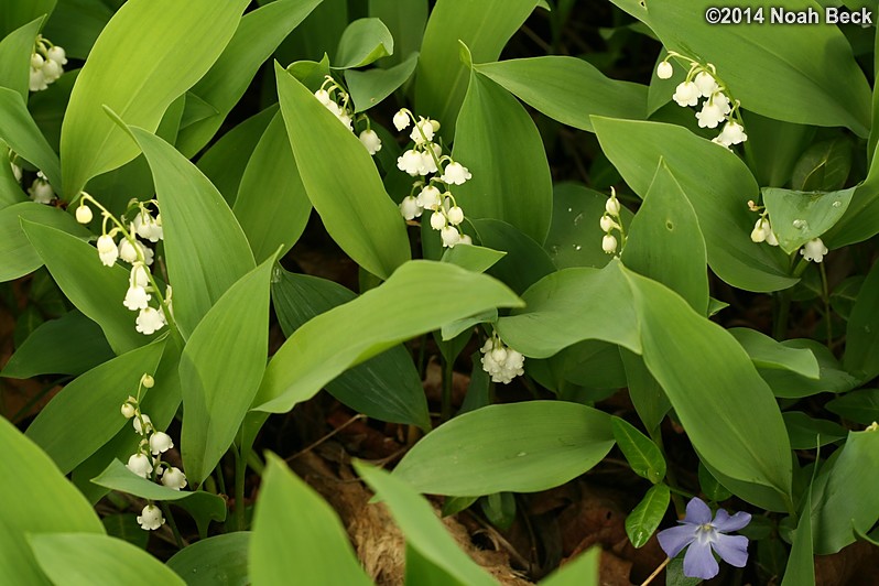 May 24, 2014: White lily of the valley
