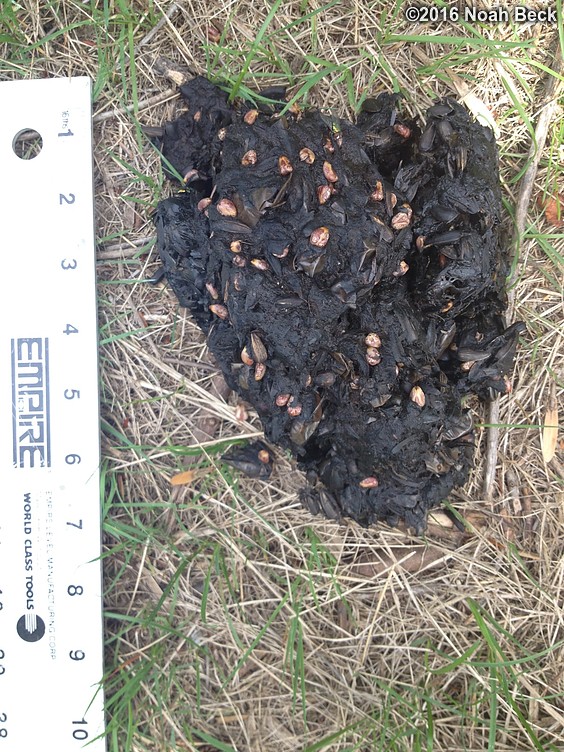 September 3, 2016: Sometimes they don&#39;t go in the woods... fresh bear scat in the back yard from the night before