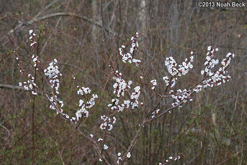 April 25, 2013: First year for Apricot blossoms
