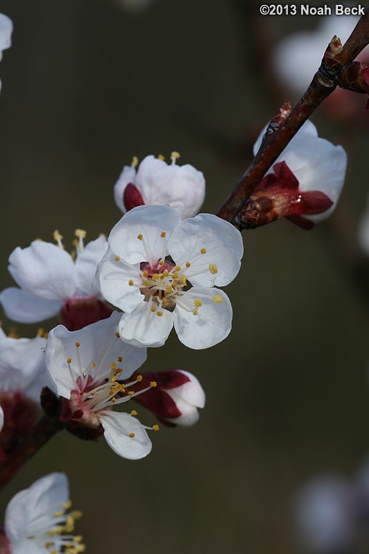 April 25, 2013: First year for Apricot blossoms
