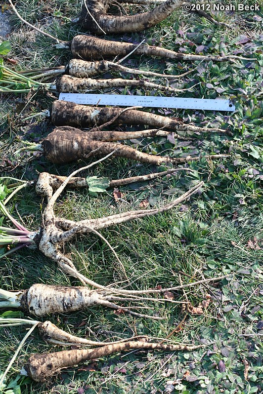 November 18, 2012: This year&#39;s parsnip harvest (variety Harris Early Model).  The ruler in the picture for reference is 18 inches long.