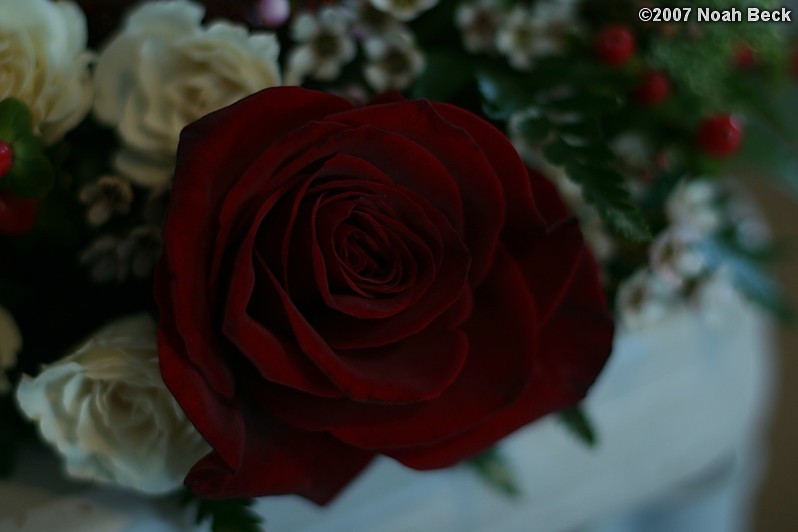 January 20, 2007: deep red rose