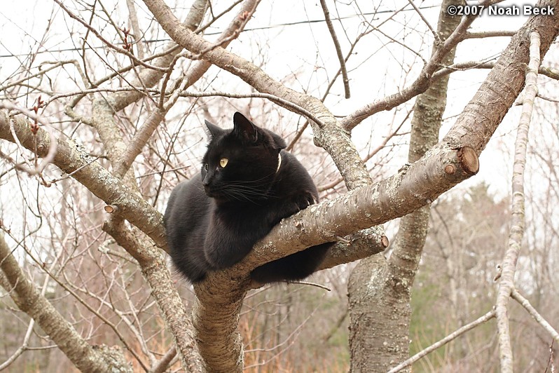 April 14, 2007: Jeeves climbing the cherry tree