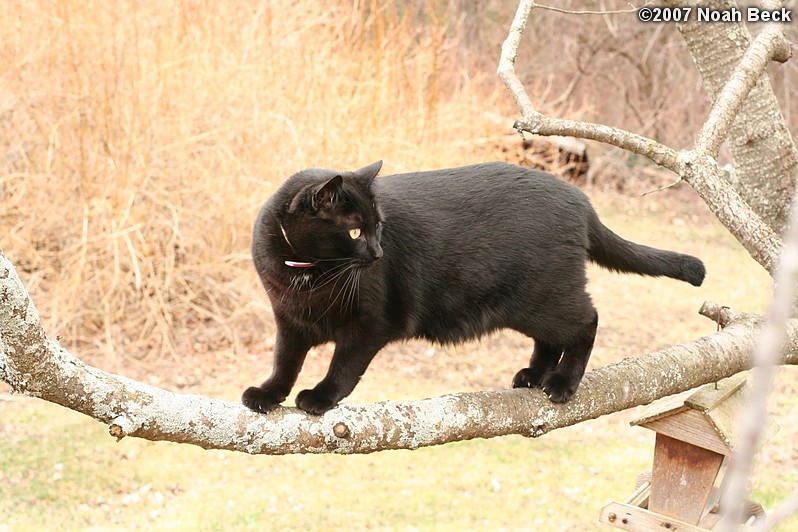 April 14, 2007: Jeeves climbing the cherry tree