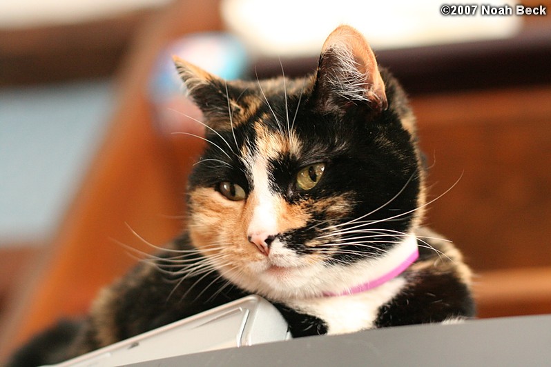 March 4, 2007: Katie on the cat warmer (DirecTV box)