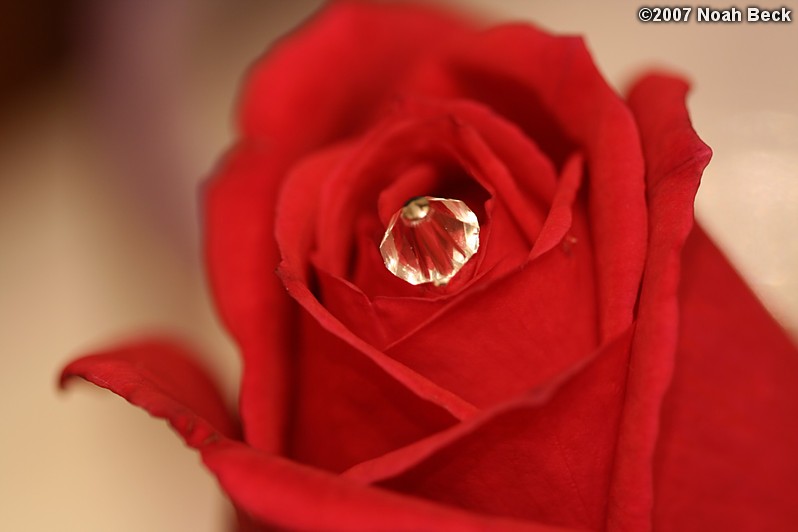 October 8, 2007: Rose with crystal