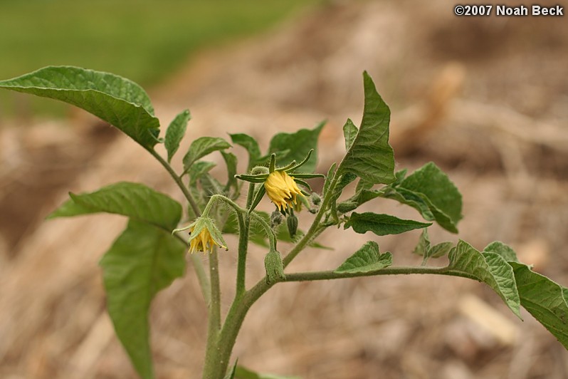 June 2, 2007: Tomato plants flowering