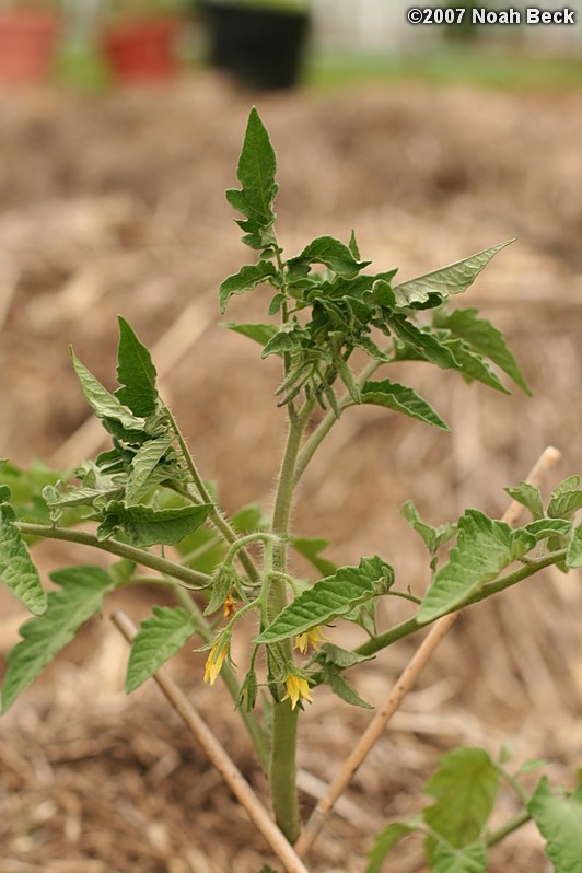 June 2, 2007: Tomato plants flowering